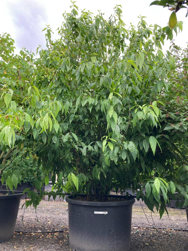Chimonanthus praecox Winterzoet hoogte 250/300 cm in container