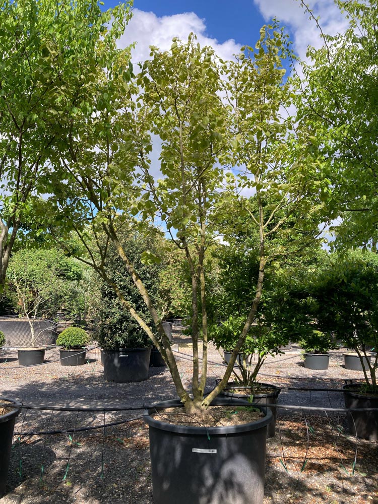 Tilia henryana Tilleul de Henry hauteur 300/350 cm en conteneur