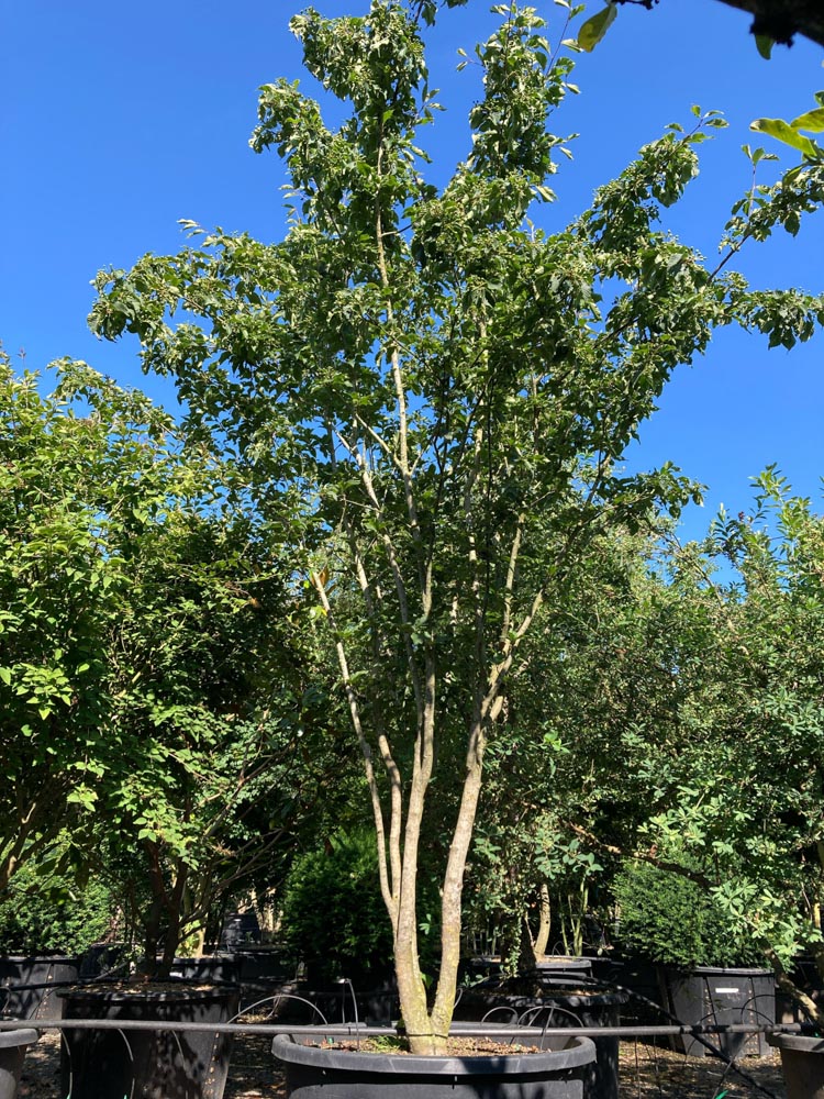 Sorbus alnifolia submollis Lijsterbes hoogte 350/400 cm in container
