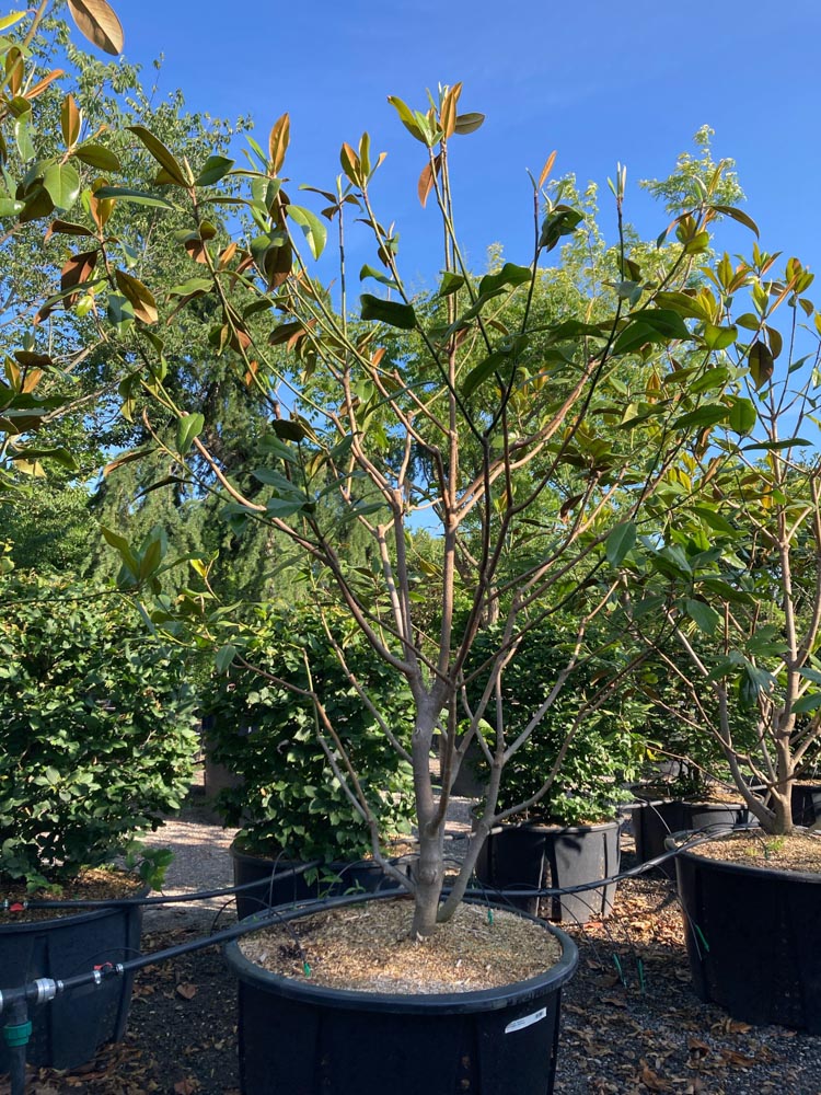 Magnolia grand. 'Galissonniere' Groenblijvende magnolia ‘Galissonnière’ hoogte 200/250 cm in container