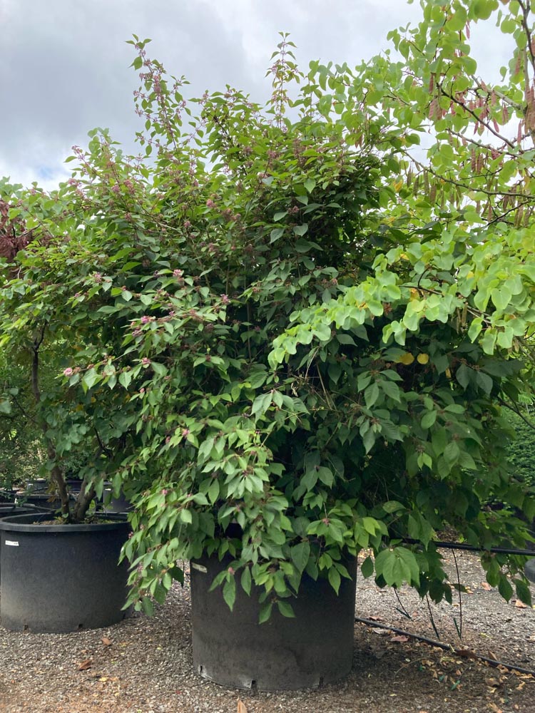 Callicarpa b. 'Profusion' Schoonvrucht ‘Profusion’ hoogte 200/250 cm in container