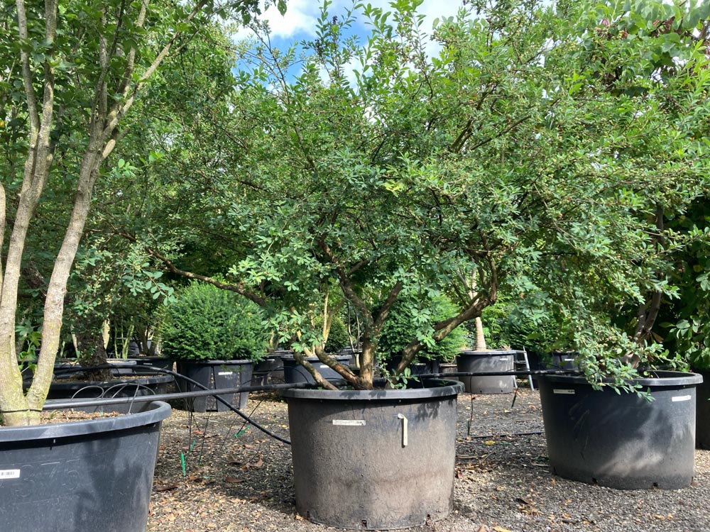 Exochorda 'The Bride' Parelstruik ‘The Bride’ hoogte 175/200 cm in container