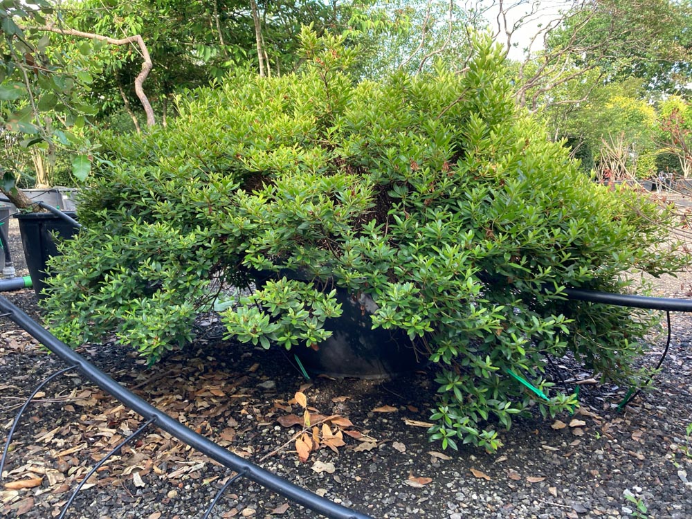 Rhododendron (AJ) 'Purple Splendor' Rhododendron ‘Purple Splendor’ hoogte 180 cm in container