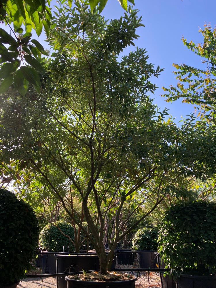 Elaeagnus umbellata Herfstolijfwilg hoogte 250/300 cm in container