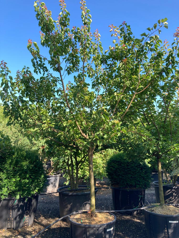 Prunus ar. 'Rouge du Roussillon' Abrikoos ‘Rouge du Roussillon’ diameter 25-30 cm in container
