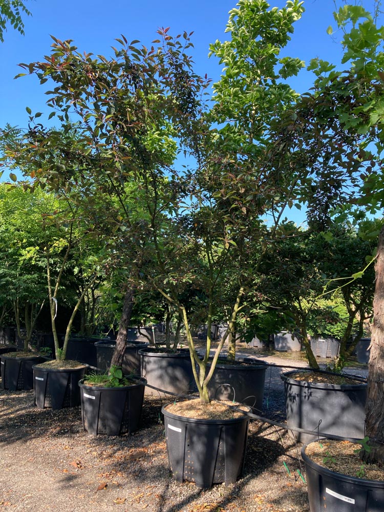 Malus 'Purple Prince' Sierappel ‘Purple Prince’ hoogte 250/300 cm in container