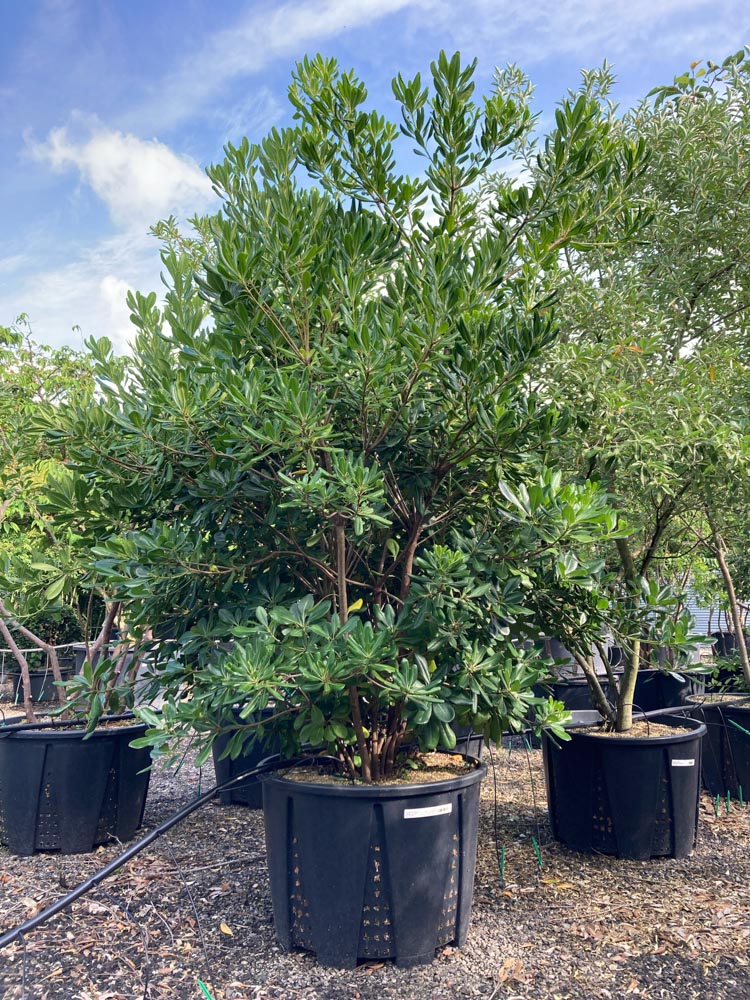 Pittosporum tobira Japanse oranjebloesem hoogte 175/200 cm in container