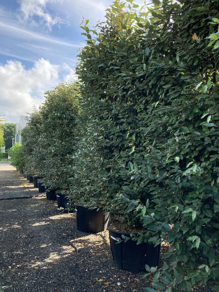 Elaeagnus ebbingei Olijfwilg afmeting 200 cm x 120 cm in container
