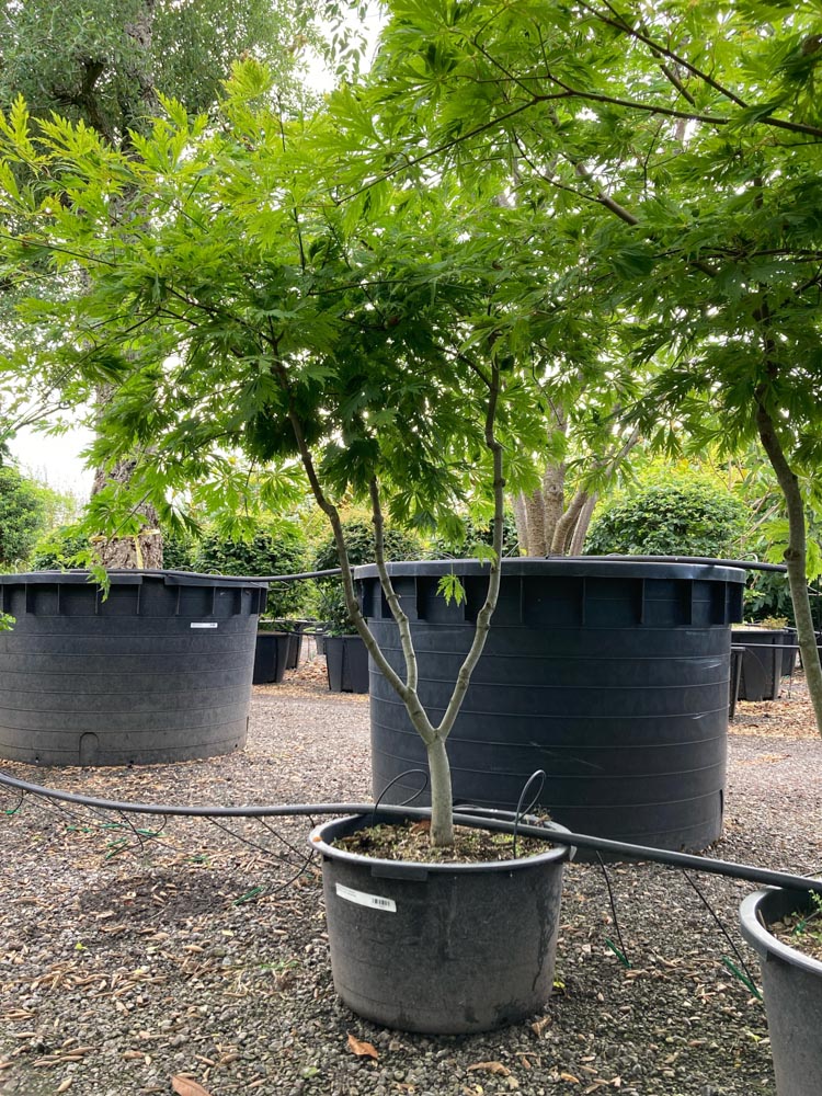 Acer japonicum 'Aconitifolium' Japanse esdoorn ‘Aconitifolium’ hoogte 125/150 cm in container