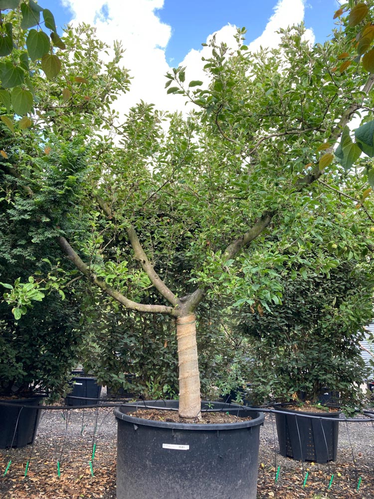 Malus d. 'Collina' Sierappel ‘Collina’ diameter 50-60 cm in container