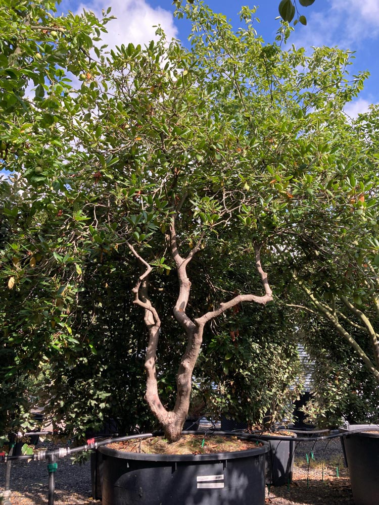 Rhododendron 'Roseum Elegans' Rododendron ‘Roseum Elegans’ hoogte 200/250 cm in container