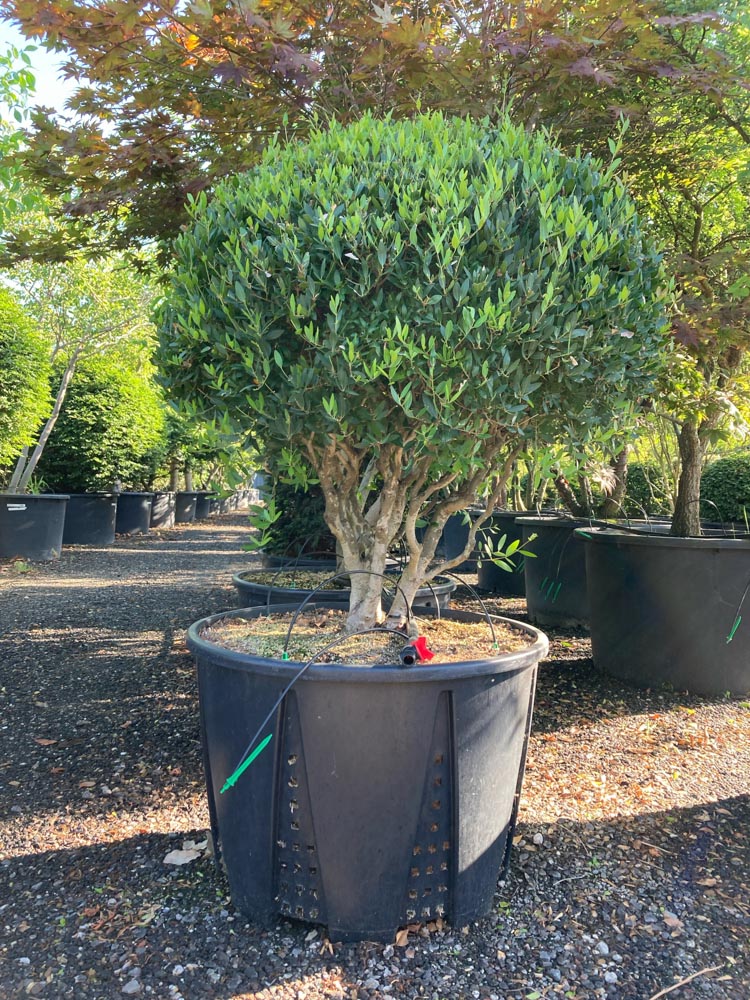 Phillyrea angustifolia Smalle steeneik hoogte 100/125 cm in container