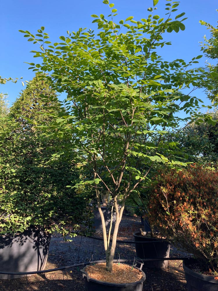 Cladrastis kentukea Gele houtboom hoogte 250/300 cm in container