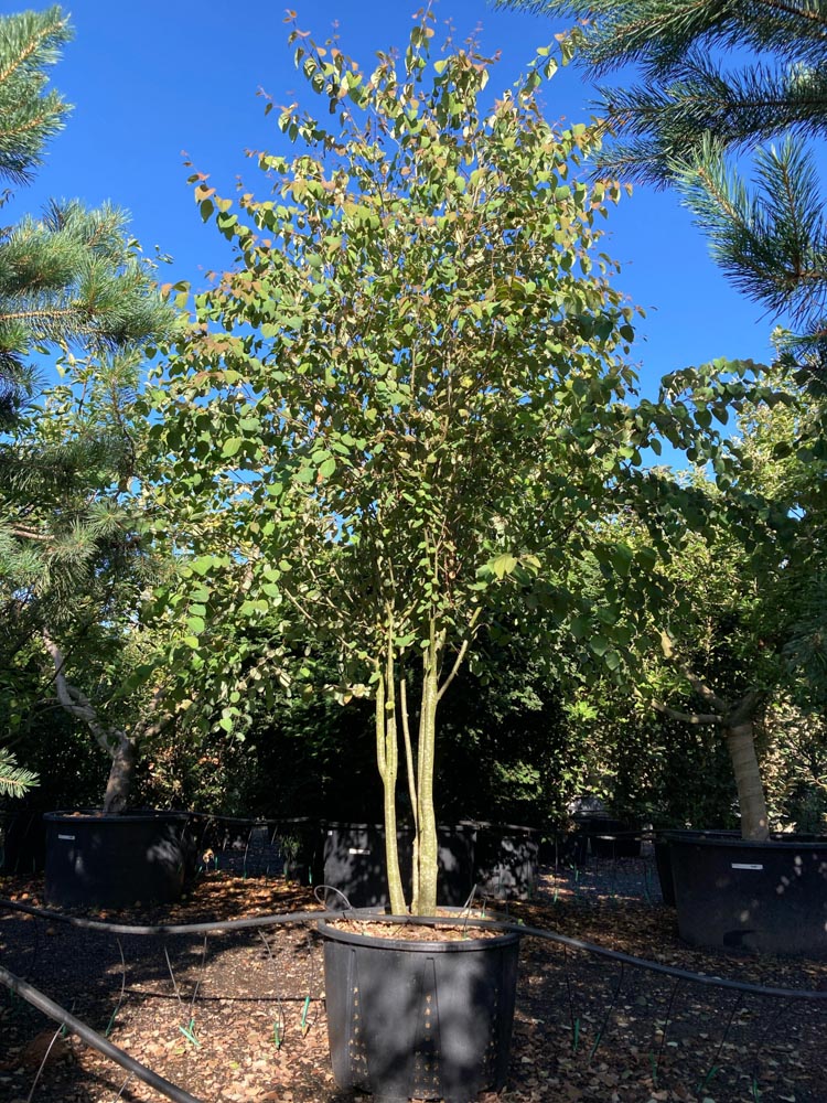 Cercidiphyllum japonicum Katsuraboom hoogte 350/400 cm in container