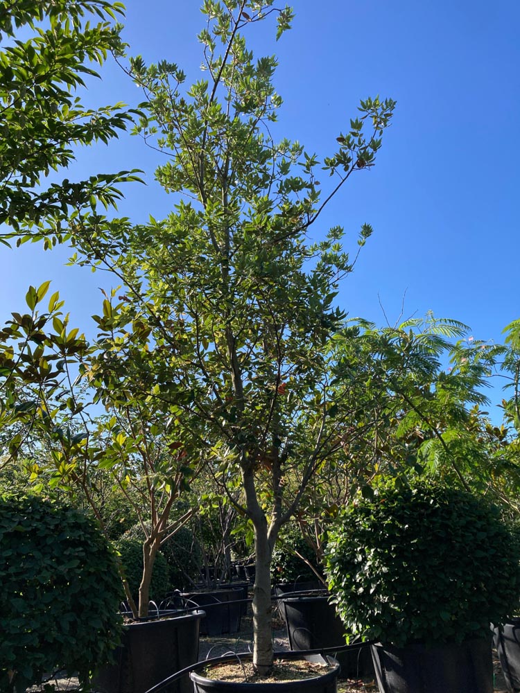 Quercus ilex Steeneik hoogte 350/400 cm in container