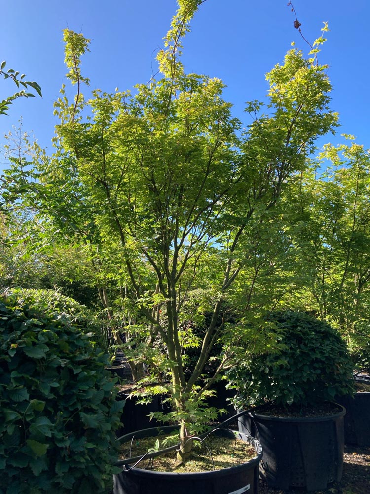 Acer palmatum Sangokaku Koraalesdoorn ‘Sangokaku’ hoogte 250/300 cm in container