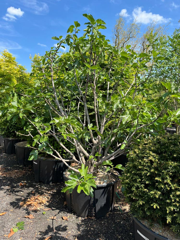 Ficus car. 'Goutte d'Or' Fig ‘Goutte d'Or’ height 250/300 cm in container
