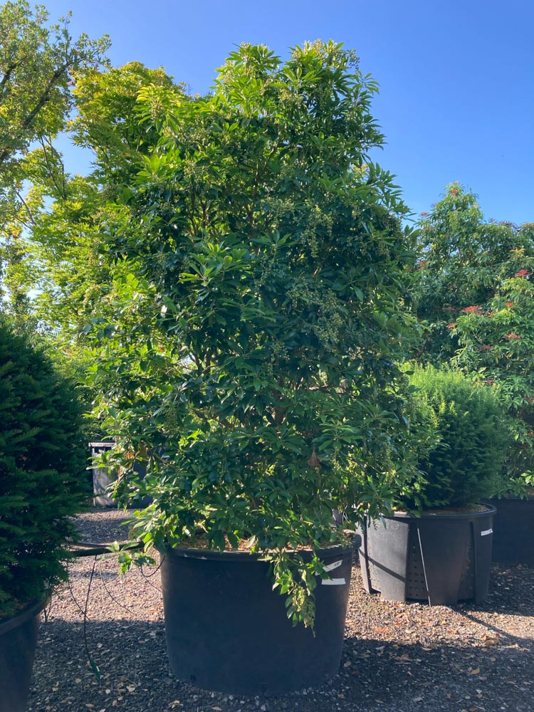 Pieris japonica Rotsheide hoogte 200/250 cm in container