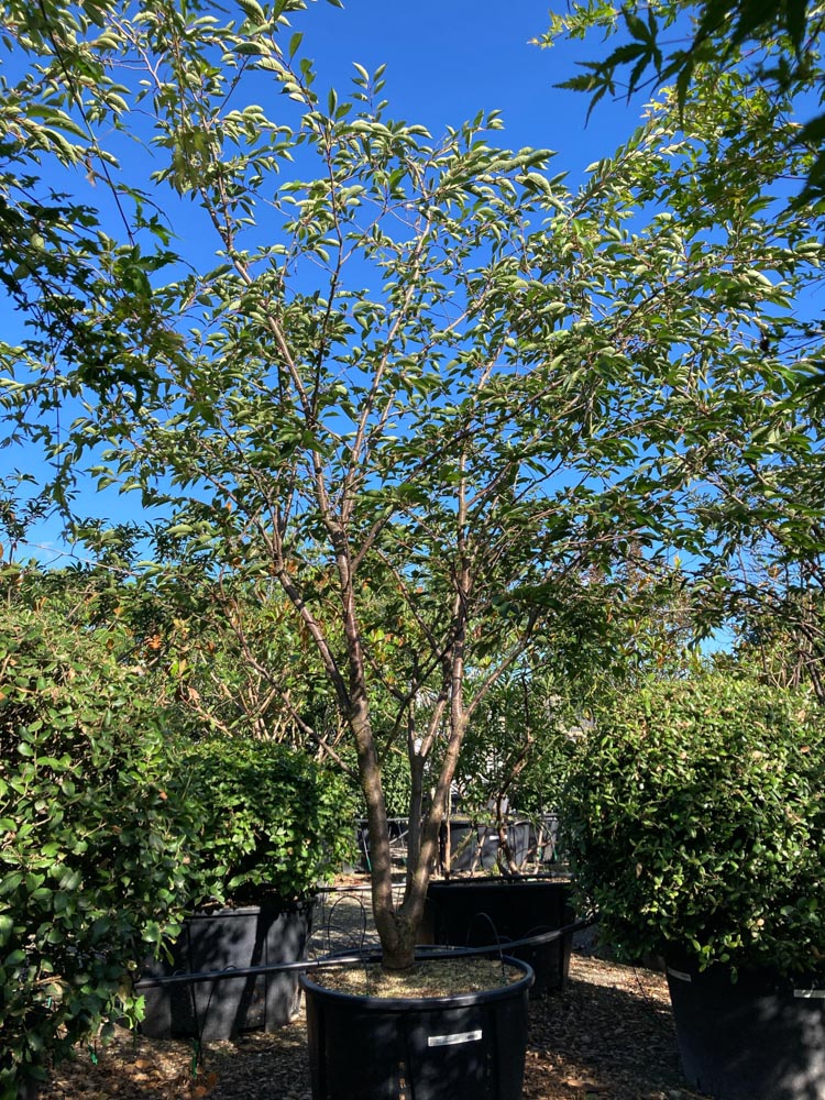 Prunus 'Accolade' Sierkers ‘Accolade’ hoogte 300/350 cm in container