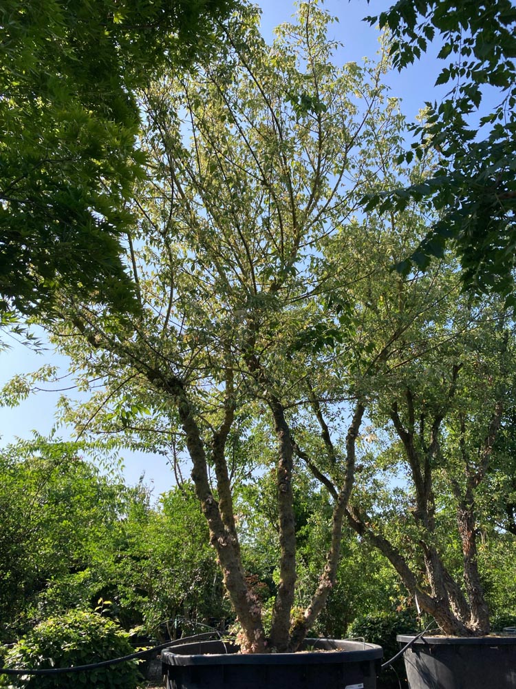 Acer negundo 'Flamingo' Vederesdoorn ‘Flamingo’ hoogte 500/600 cm in container