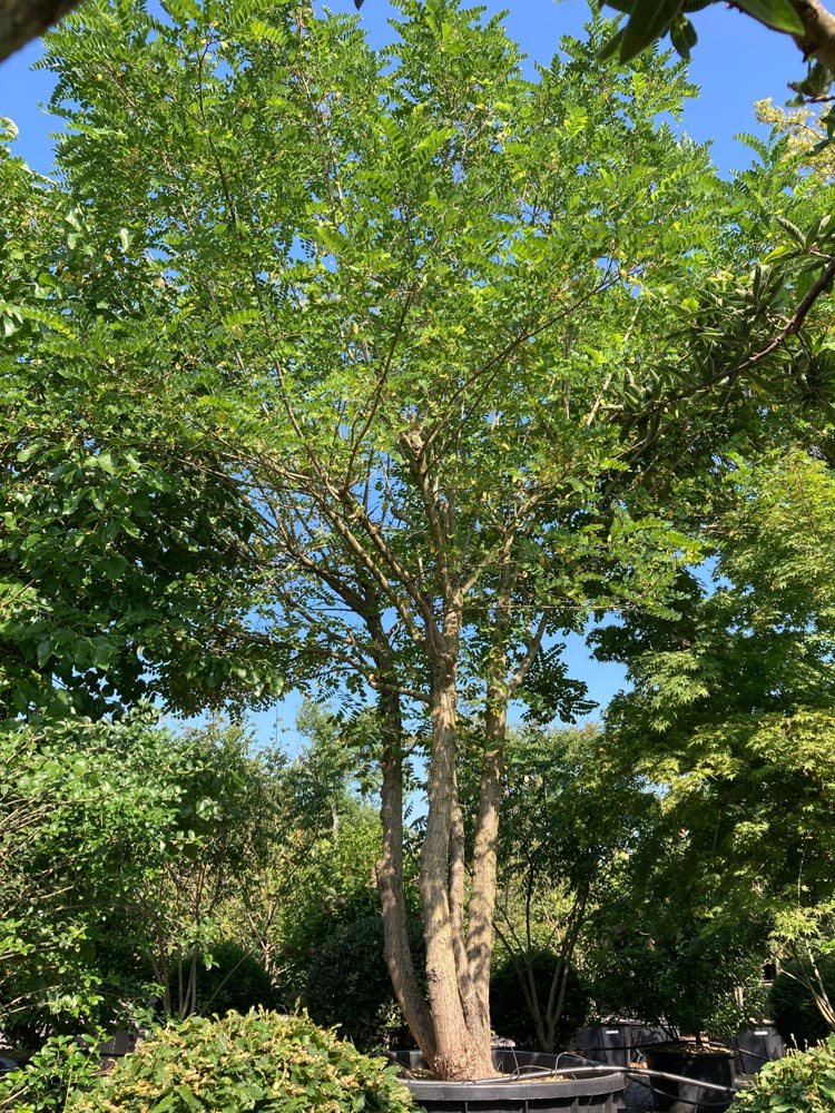 Robinia pseudoacacia Valse acacia hoogte 450/500 cm in container