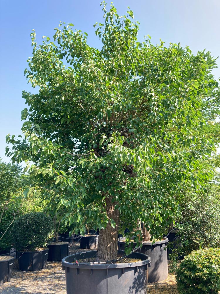Morus alba Witte moerbei diameter 100-120 cm hoogstam in container