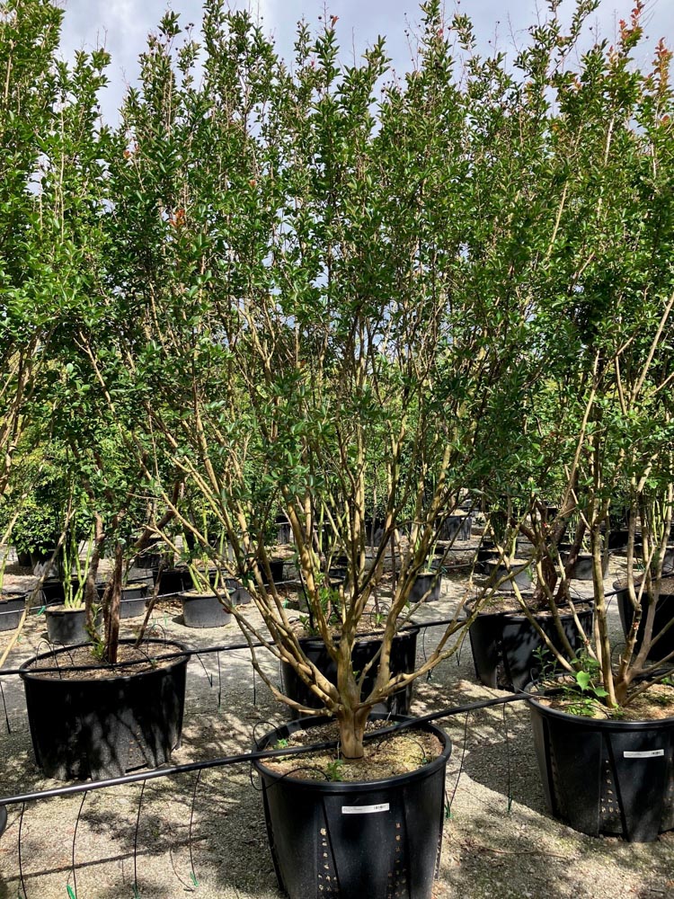 Lagerstroemia i. 'Nivea' Indische sering ‘Nivea’ hoogte 250/300 cm in container