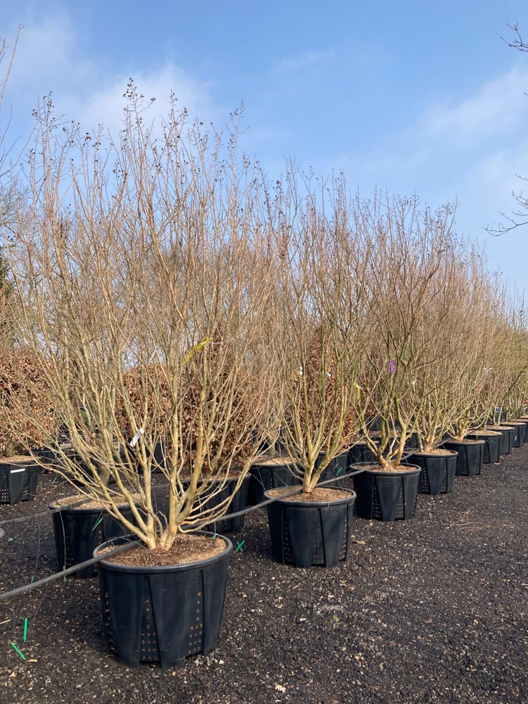 Lagerstroemia ind. 'Dynamite' Indische sering ‘Dynamite’ hoogte 300/350 cm in container