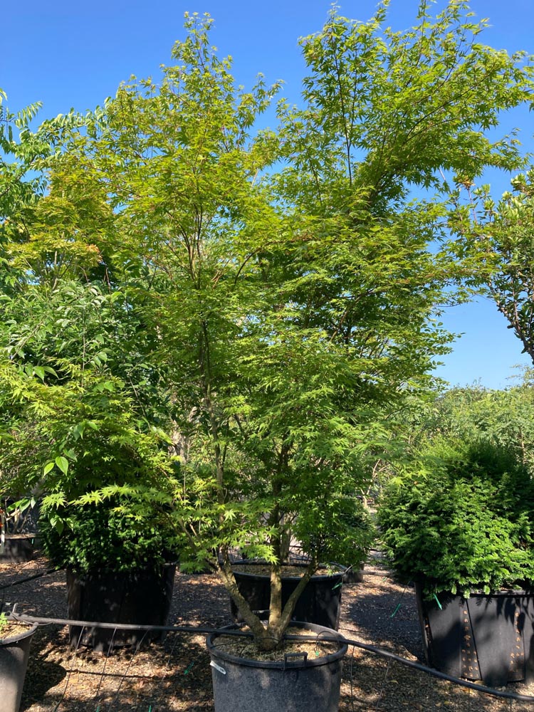 Acer p. 'Arakawa' Japanse esdoorn ‘Arakawa’ hoogte 300/350 cm in container