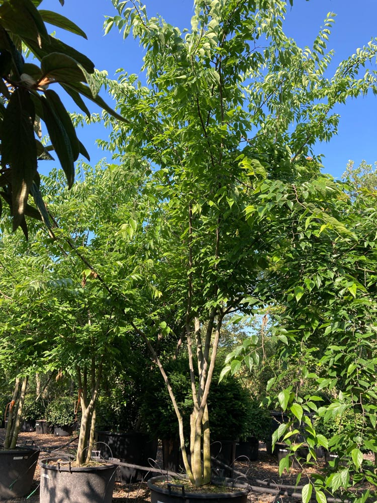 Celtis occidentalis Amerikaanse netelboom hoogte 300/350 cm in container