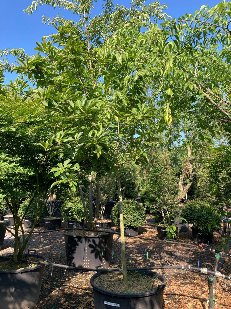 Magnolia soulangiana Beverboom diameter 10-12 cm in container