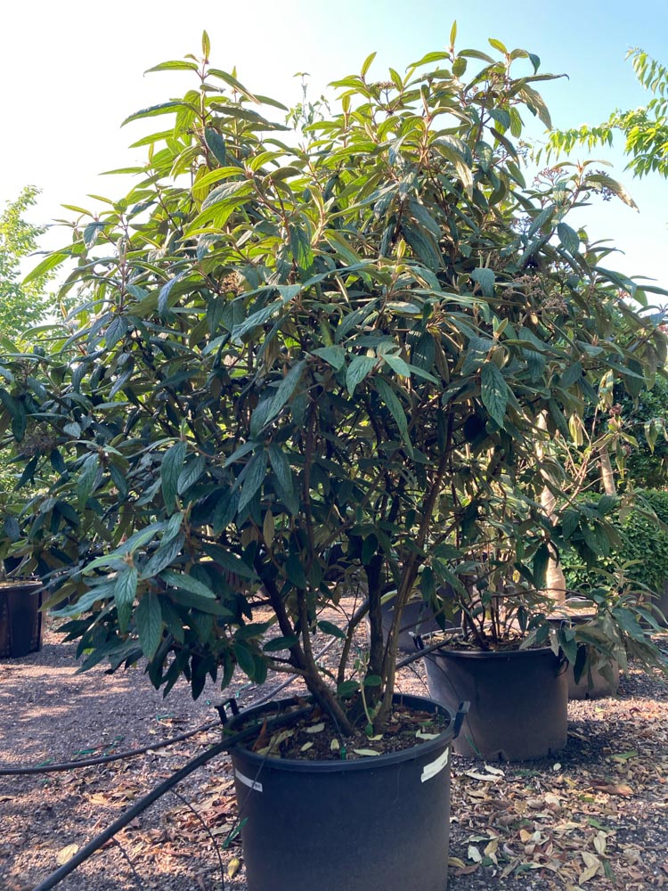 Viburnum rhytidophyllum Rimpelbladige sneeuwbal hoogte 200/250 cm in container