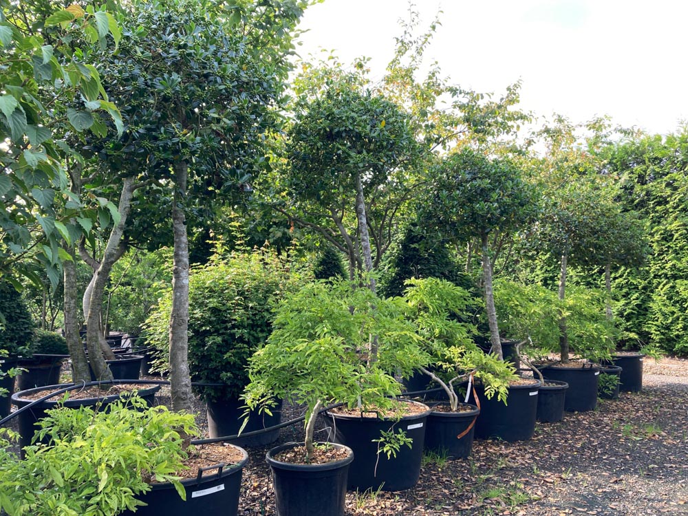 Ilex aq. 'J.C. van Tol' Hulst ‘J.C. van Tol’ diameter 20-25 cm in container