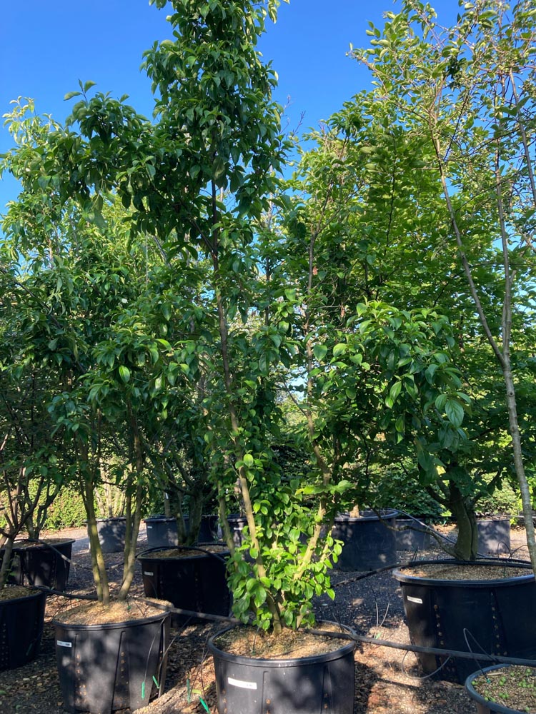 Cornus capitata 'Mountain Moon' Bloemkornoelje ‘Mountain Moon’ hoogte 250/300 cm in container