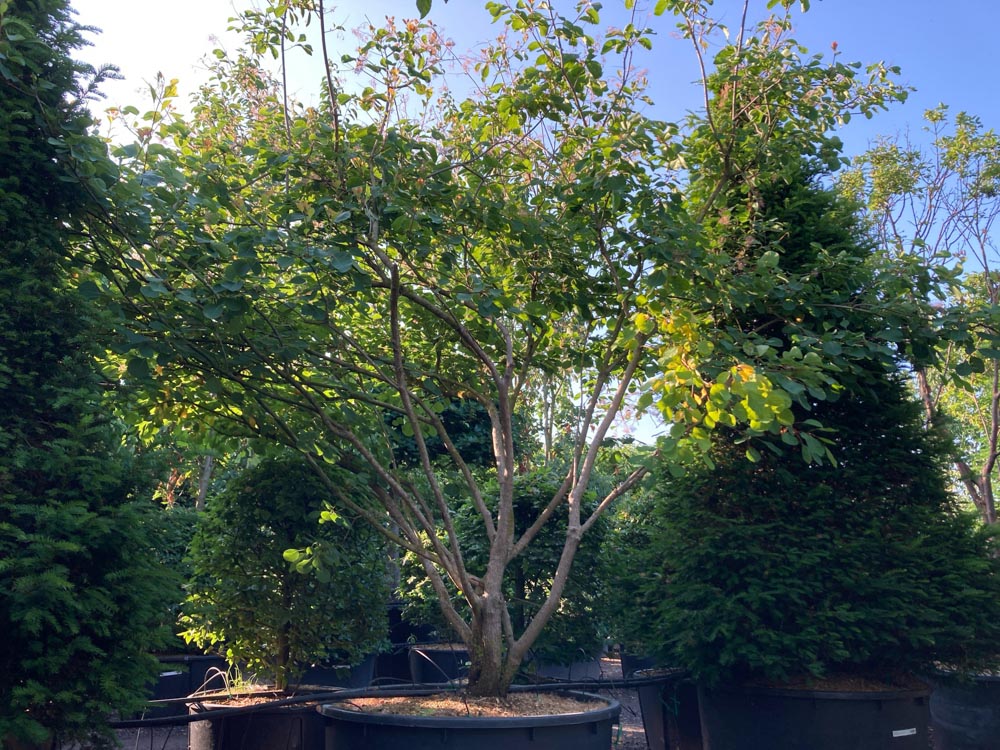 Cotinus coggygria Pruikenboom hoogte 300/350 cm in container