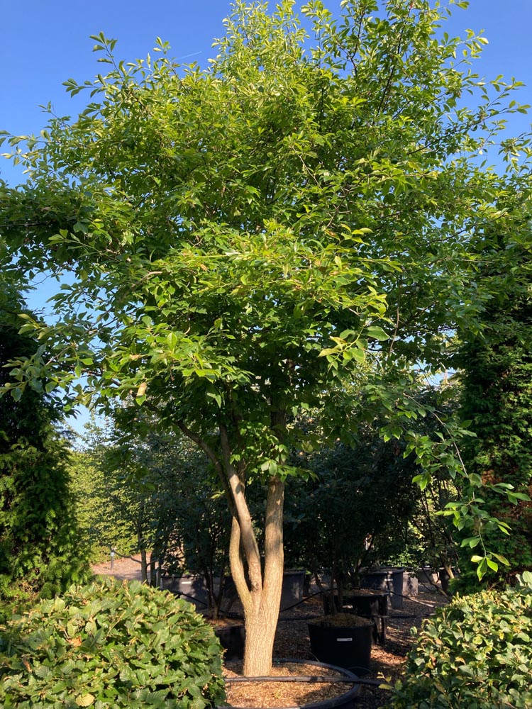 Nyssa sylvatica Tupeloboom hoogte 500/600 cm in container