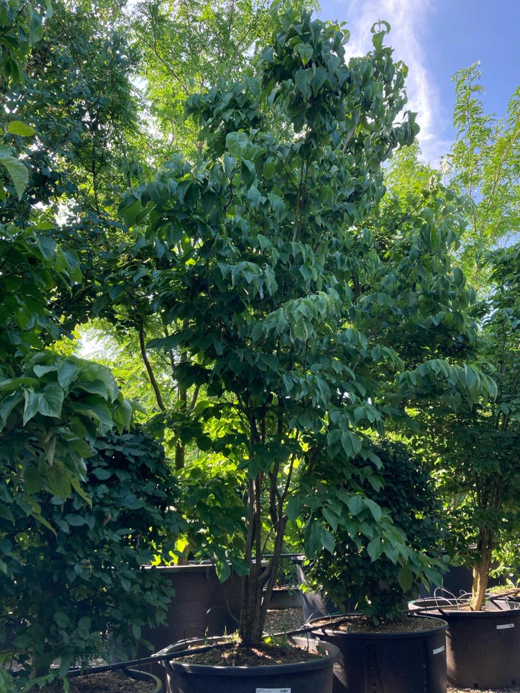 Cornus florida Bloemkornoelje hoogte 300/350 cm in container