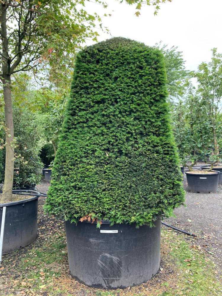 Taxus baccata Venijnboom hoogte 200/225 cm in container