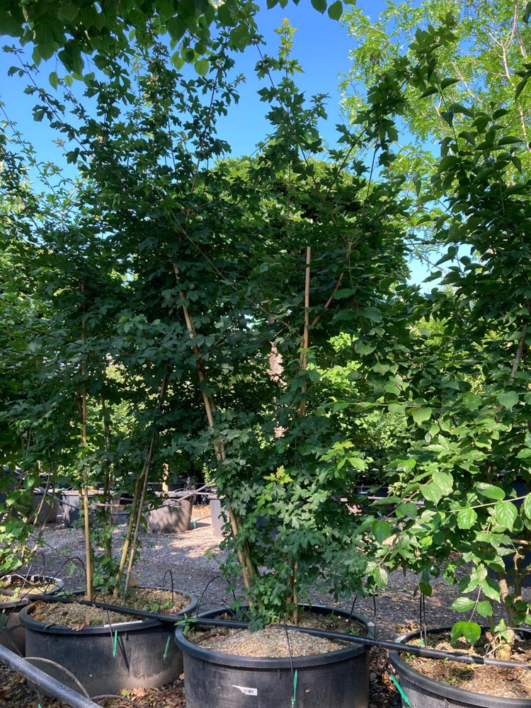 Acer campestre Veldesdoorn hoogte 150/200 cm in container