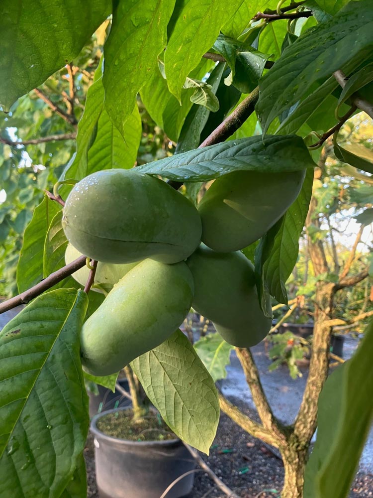 Asimina triloba Pawpaw hoogte 300/350 cm in container