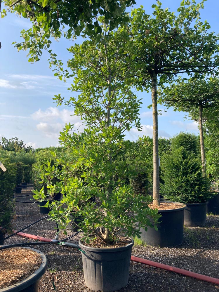 Quercus turneri 'Pseudoturneri' Turner-eik hoogte 350/400 cm in container