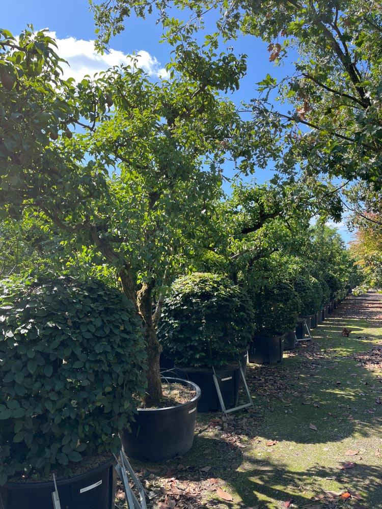 Pyrus communis Conference Peer ‘Conference’ diameter 60-70 cm in container