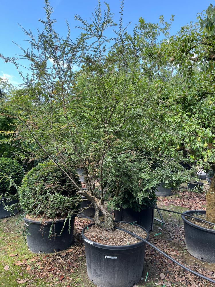 Nothofagus antarctica Schijnbeuk hoogte 300/350 cm in container