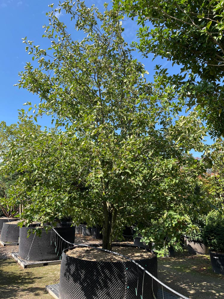 Crataegus coccinea Amerikaanse meidoorn hoogte 500/600 cm in container