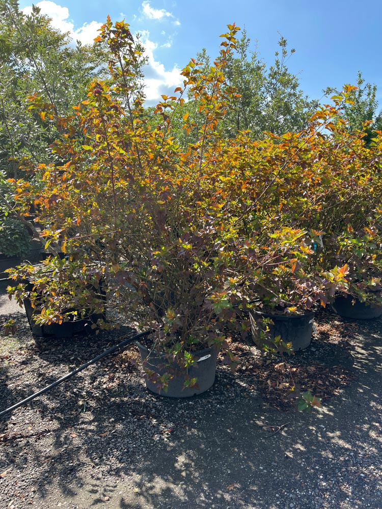 Physocarpus op. Amber Jubilee Blaasspirea ‘Amber Jubilee’ hoogte 150/175 cm in container