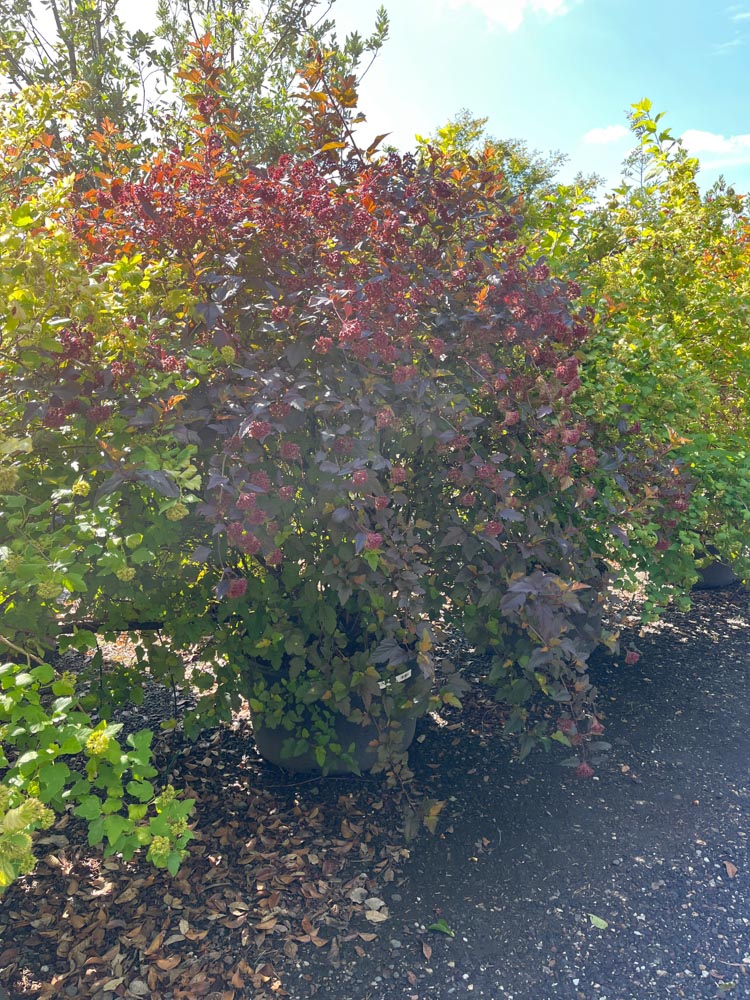 Physocarpus op. Diable d'Or Blaasspirea ‘Diable d’Or’ hoogte 150/175 cm in container