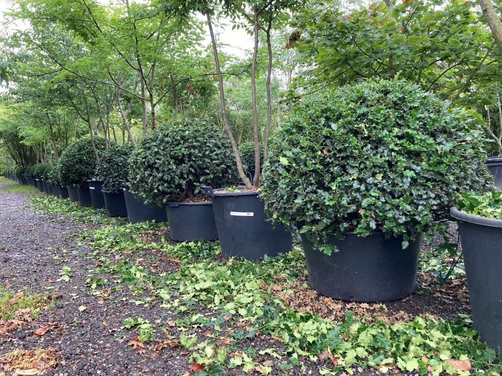 Ilex aquifolium Hulst hoogte 150 cm in container