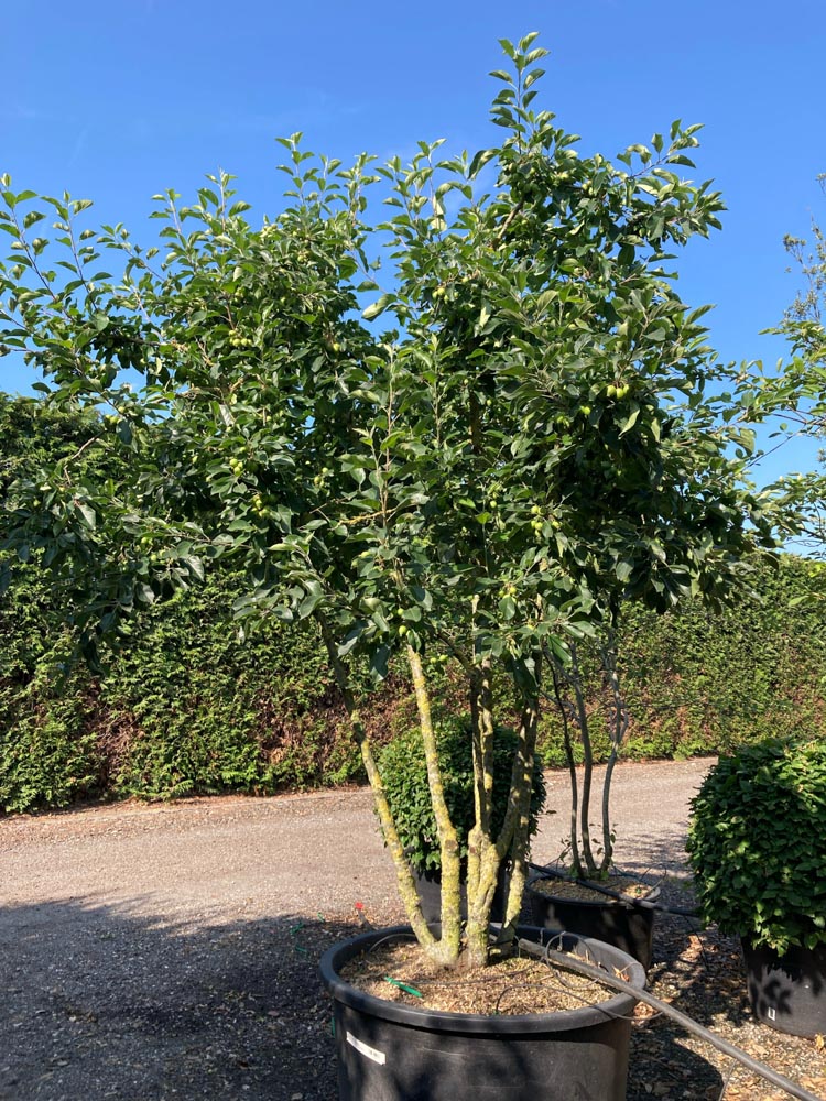 Malus 'John Downie' Sierappel ‘John Downie’ hoogte 300/350 cm in container