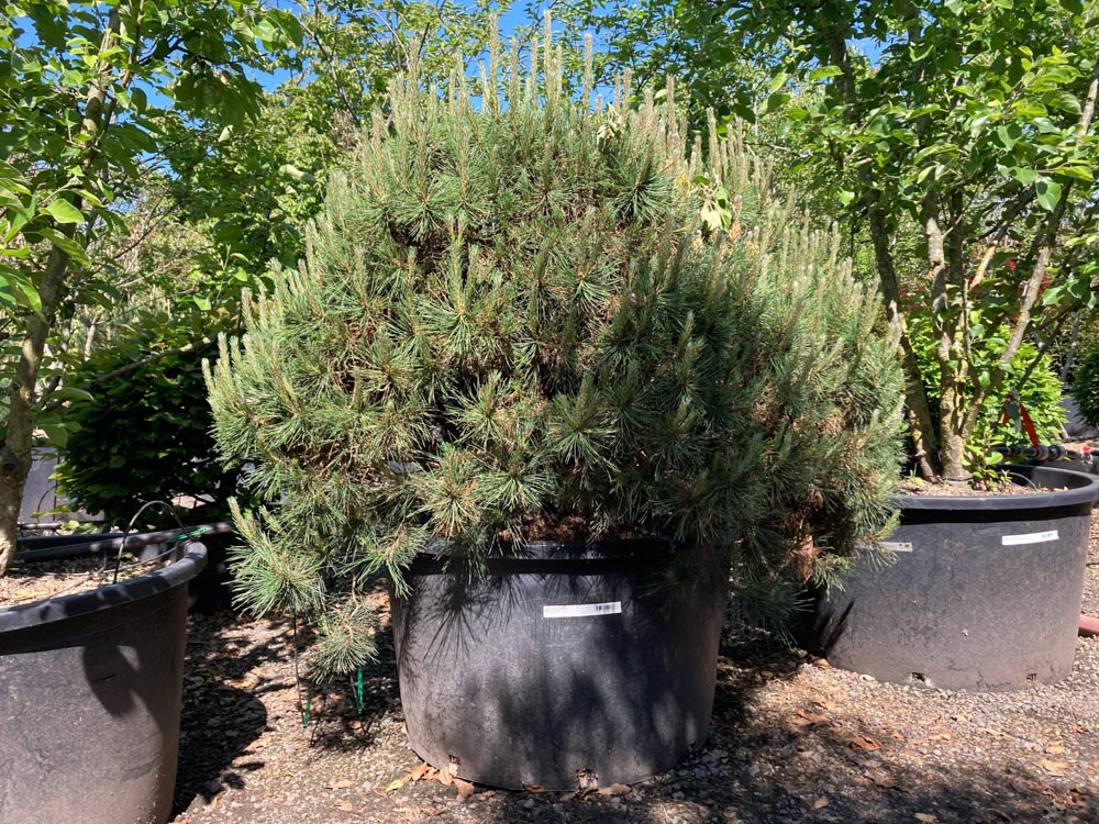 Pinus mugo uncinata Haakden hoogte 160/180 cm in container