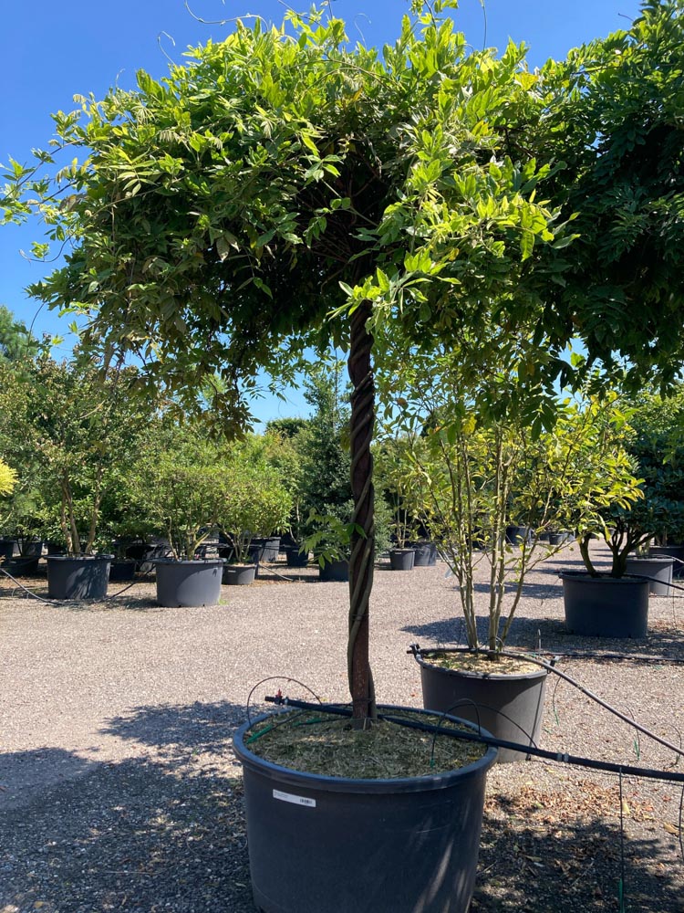 Wisteria brach. 'Shiro Kapitan' Wisteria ‘Shiro Kapitan’ diameter - in container